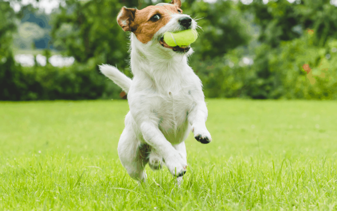 Creating a Pet-Friendly Outdoor Space this Spring!