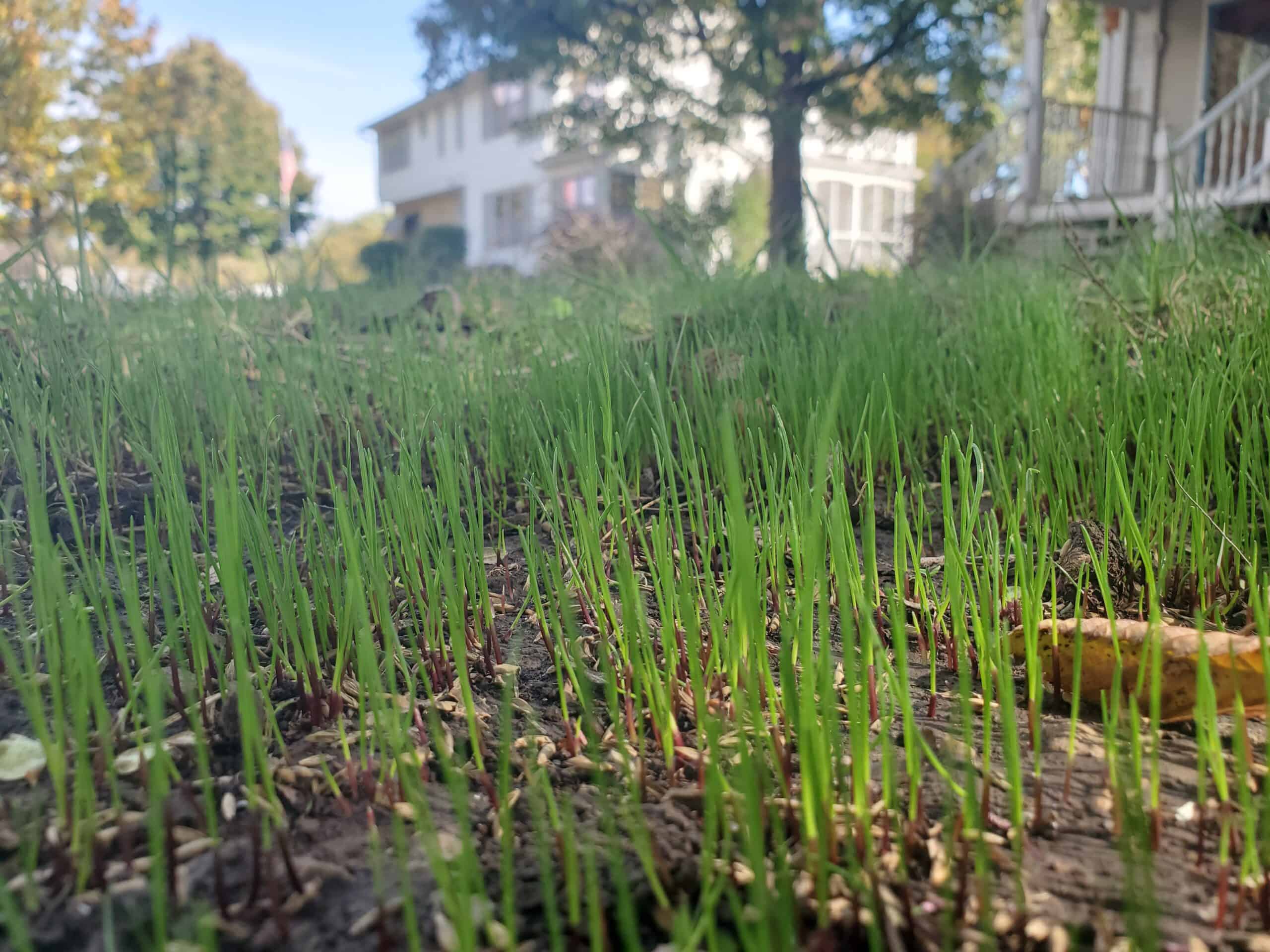 Soil testing can help significantly with your weed control and fertilization efforts.