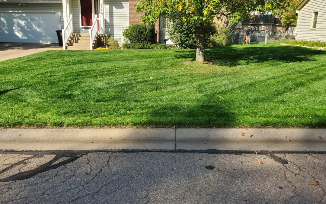 The Other Side: What You Need to Know About the Grasses of Kansas