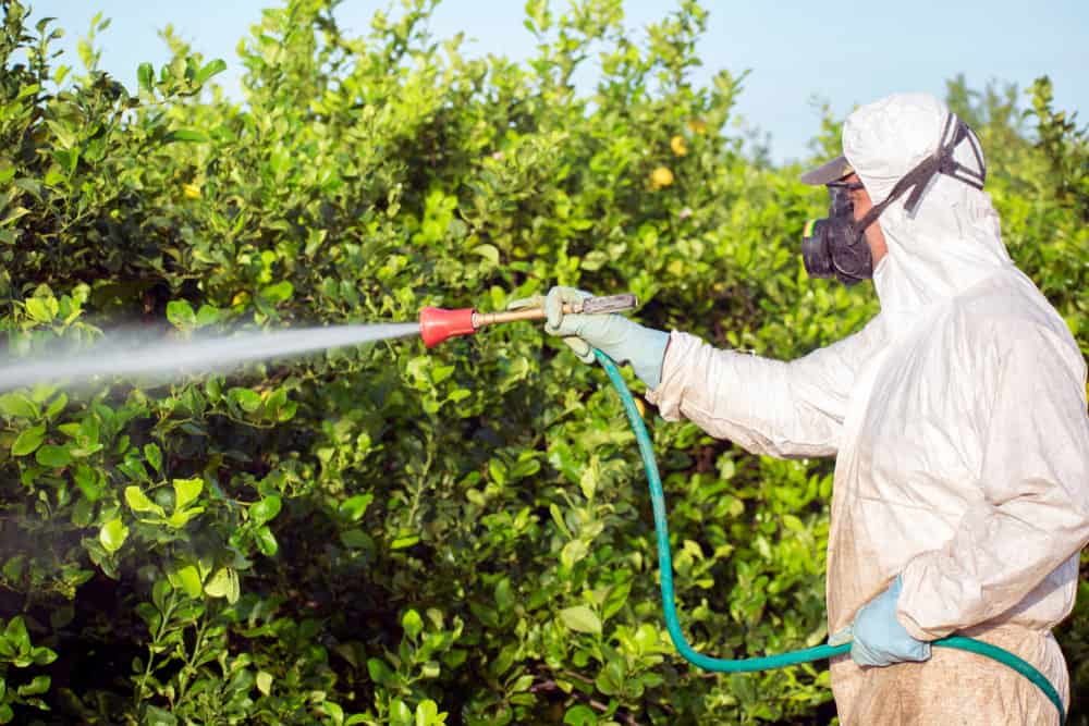 The More You Know: Tree Fungicide Edition
