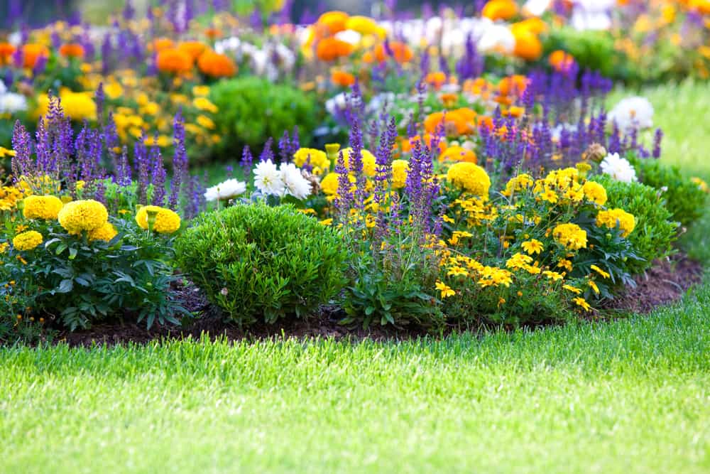 Tis the Season for Bright Flowers, Fa la la la..