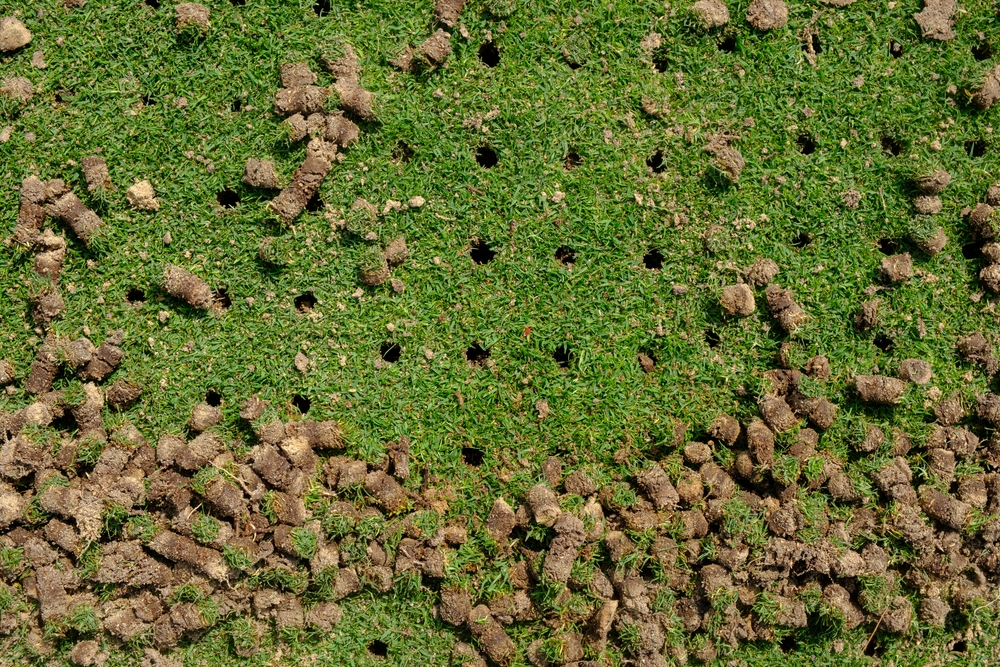 Top 8 Ways Your Lawn is Crying Out for Aeration