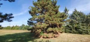 tree trimming in El Dorado, Kansas