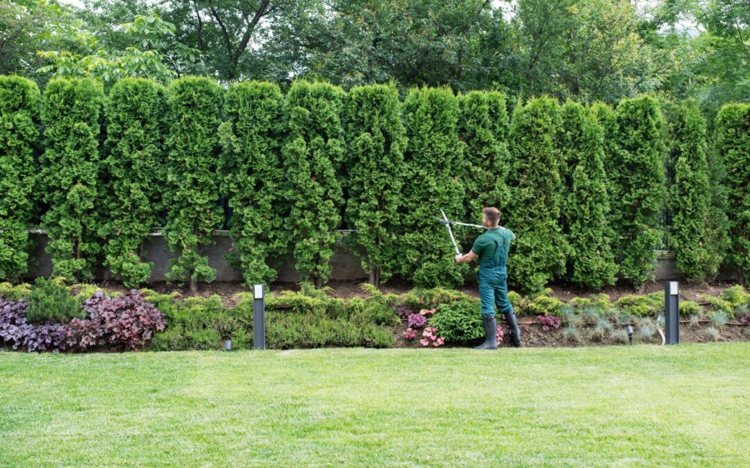 Dangers of Not Trimming Your Trees