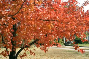 FALL TREE IN YARD KANSAS