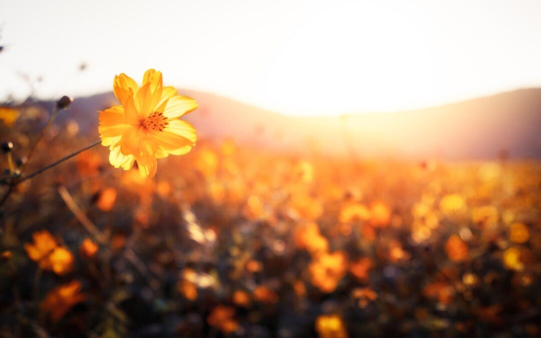 Falling for Fall Flowers