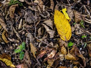 rotting leaves in Augusta, Kansas