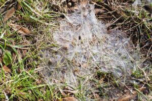 snow mold in Augusta, Kansas