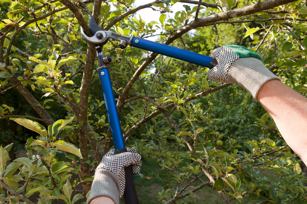 tree pruning  in El Dorado, Kansas