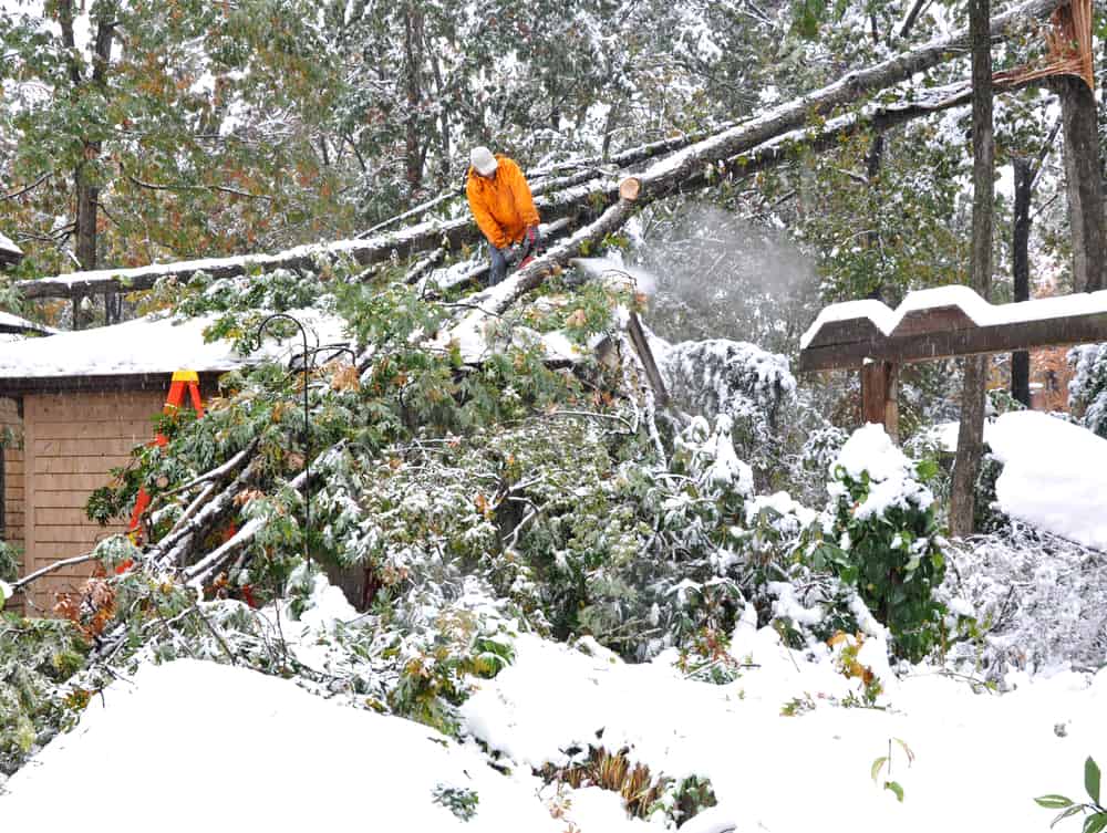 tree trimming in El Dorado, Kansas