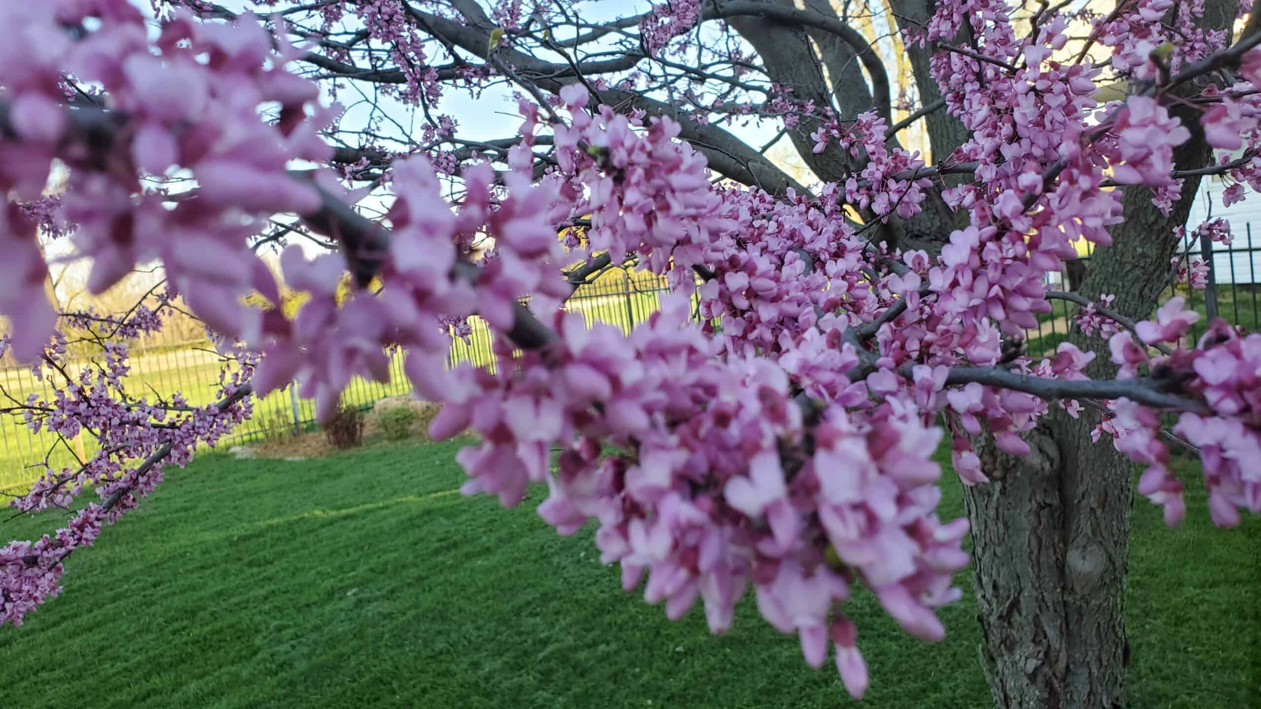 budding trees in Augusta