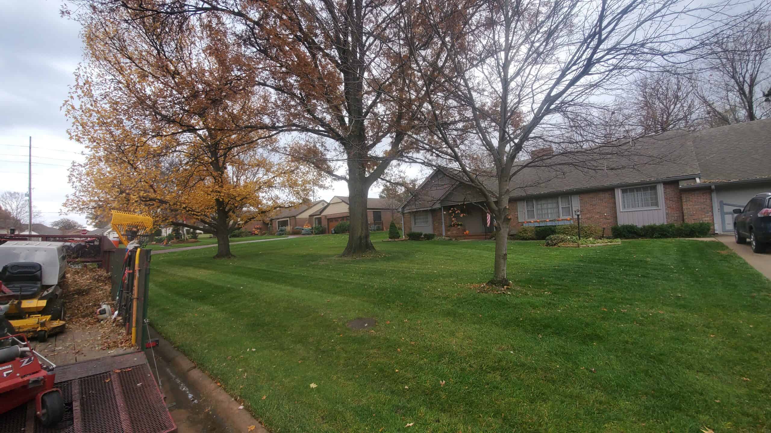 Thinning trees lining the edge of residential lawn in Towanda, KS