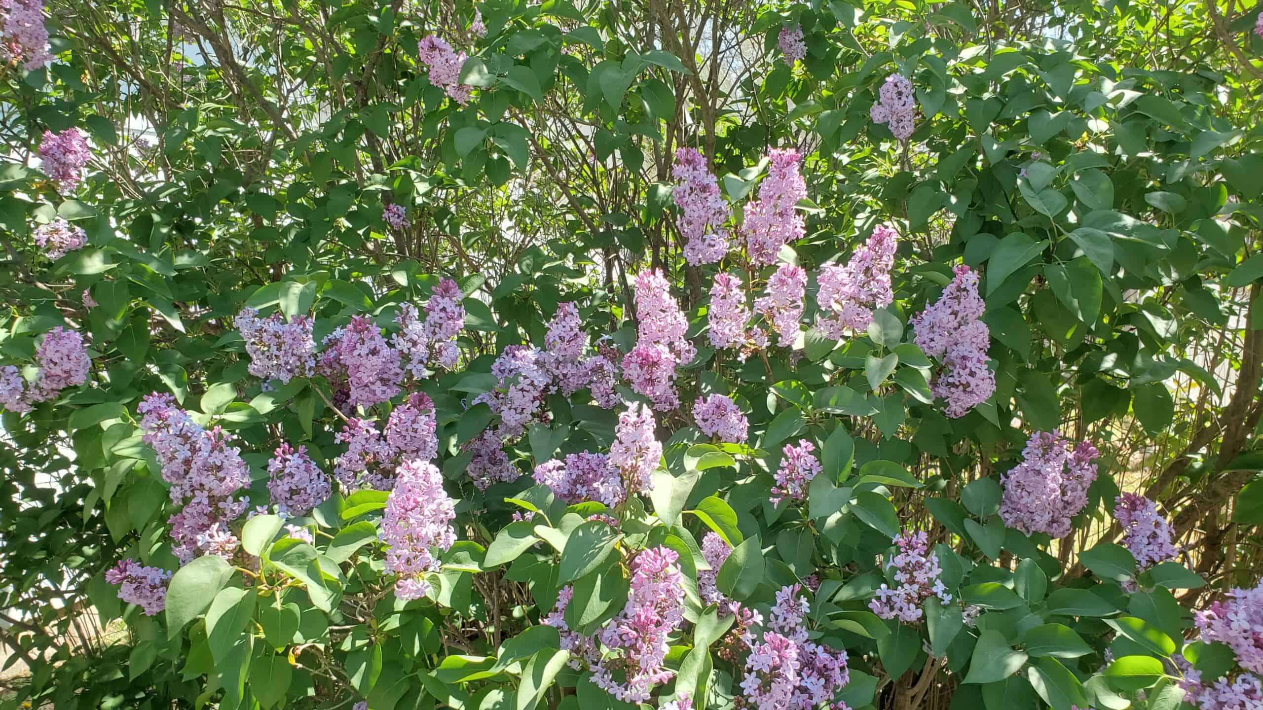 Spring in Augusta