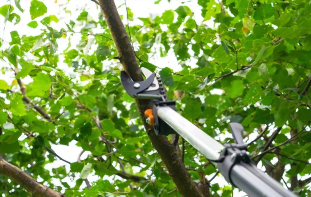 The Whys of Trimming Trees