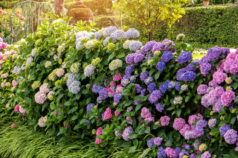 Vivid flowering shrubs