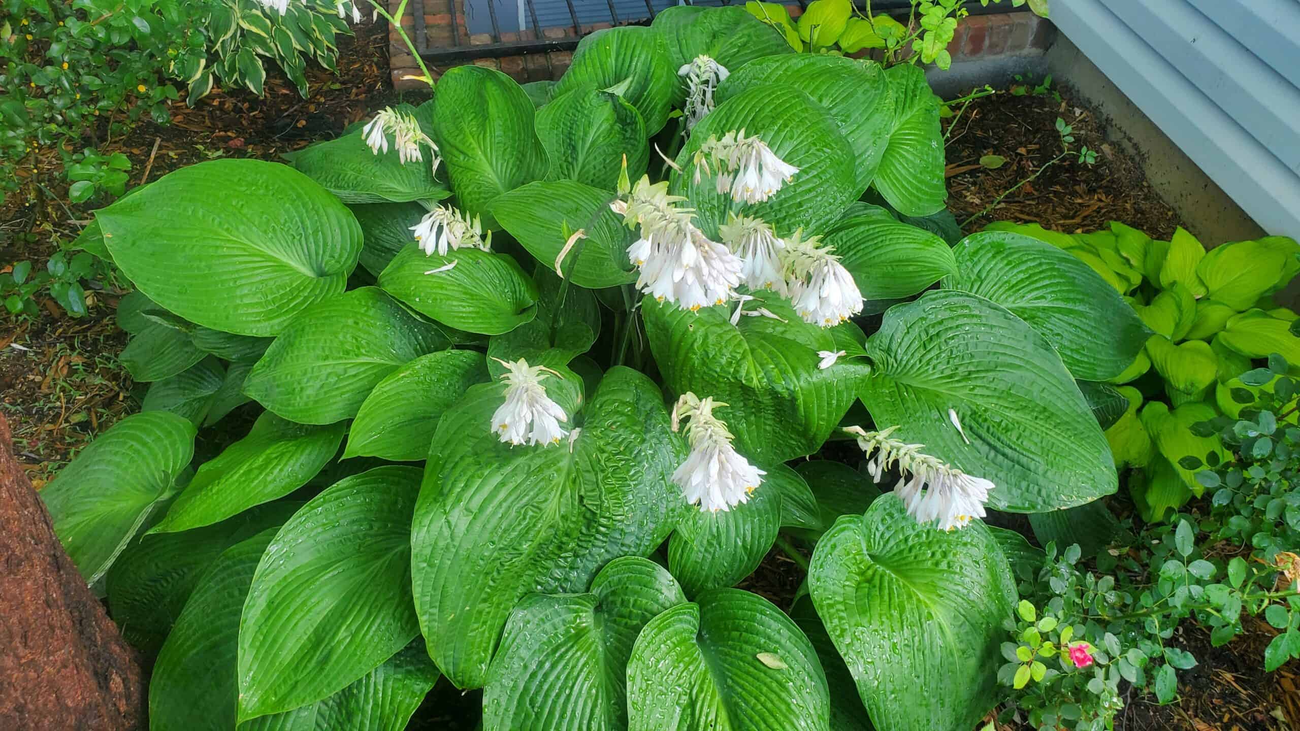 Green plant for garden