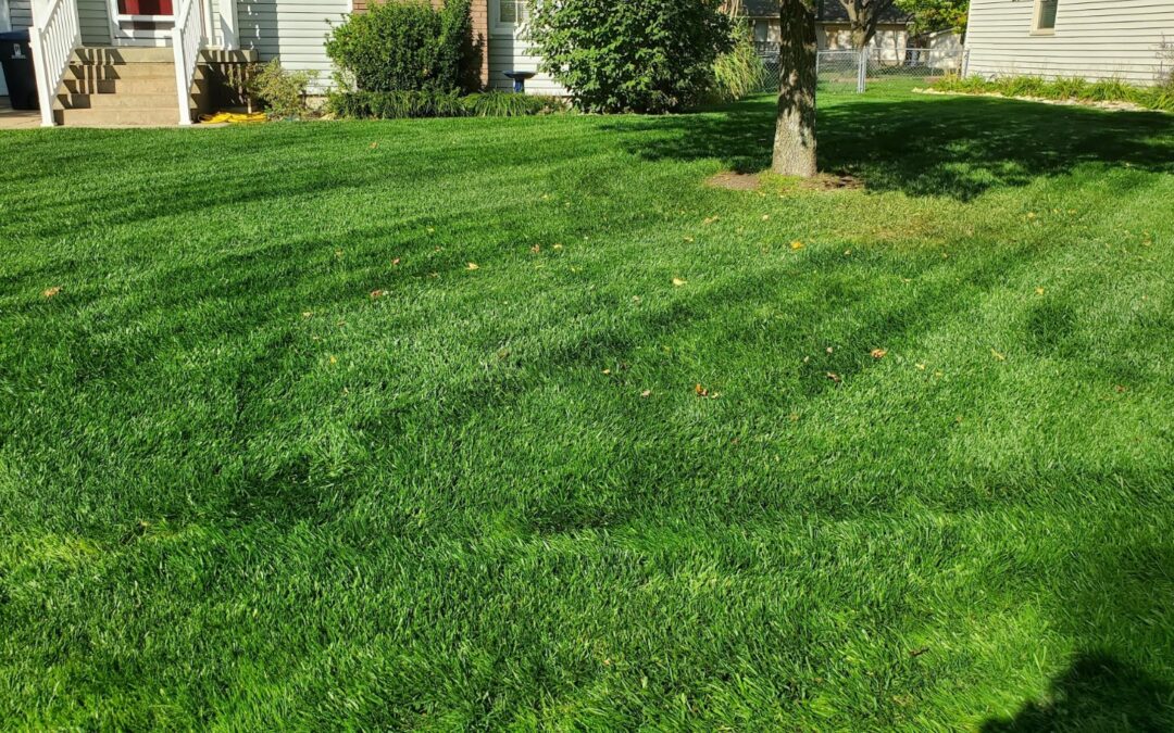 Essential Lawn Maintenance Tips For Summer