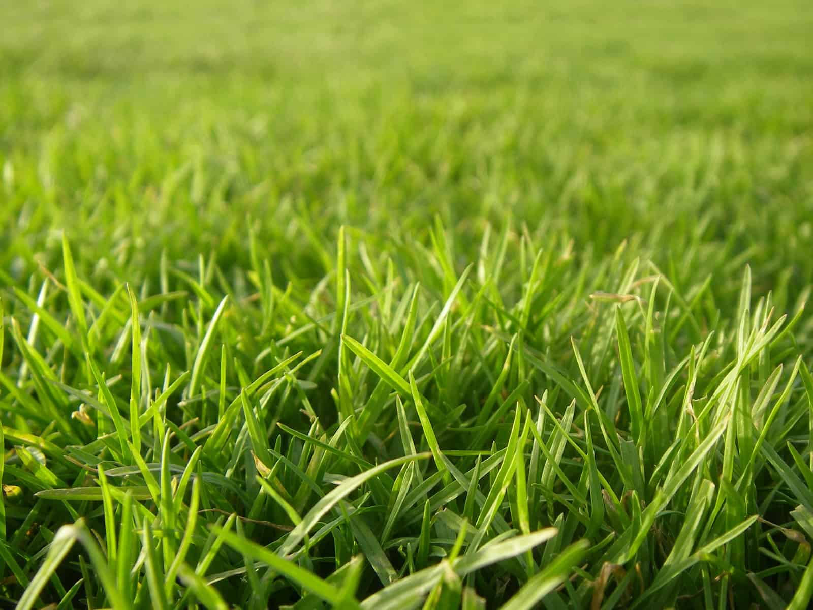 Can’t determine which type of grass will work best for your El Dorado landscaping? Our Divine Lawns team can help, so call today!