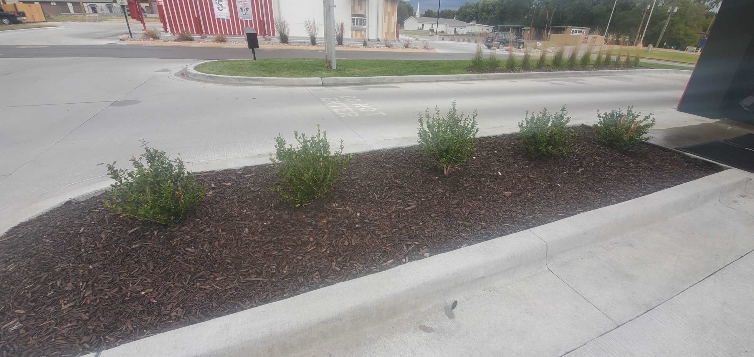 a rectangular concrete mulch bed with four small bushes in a parking lot