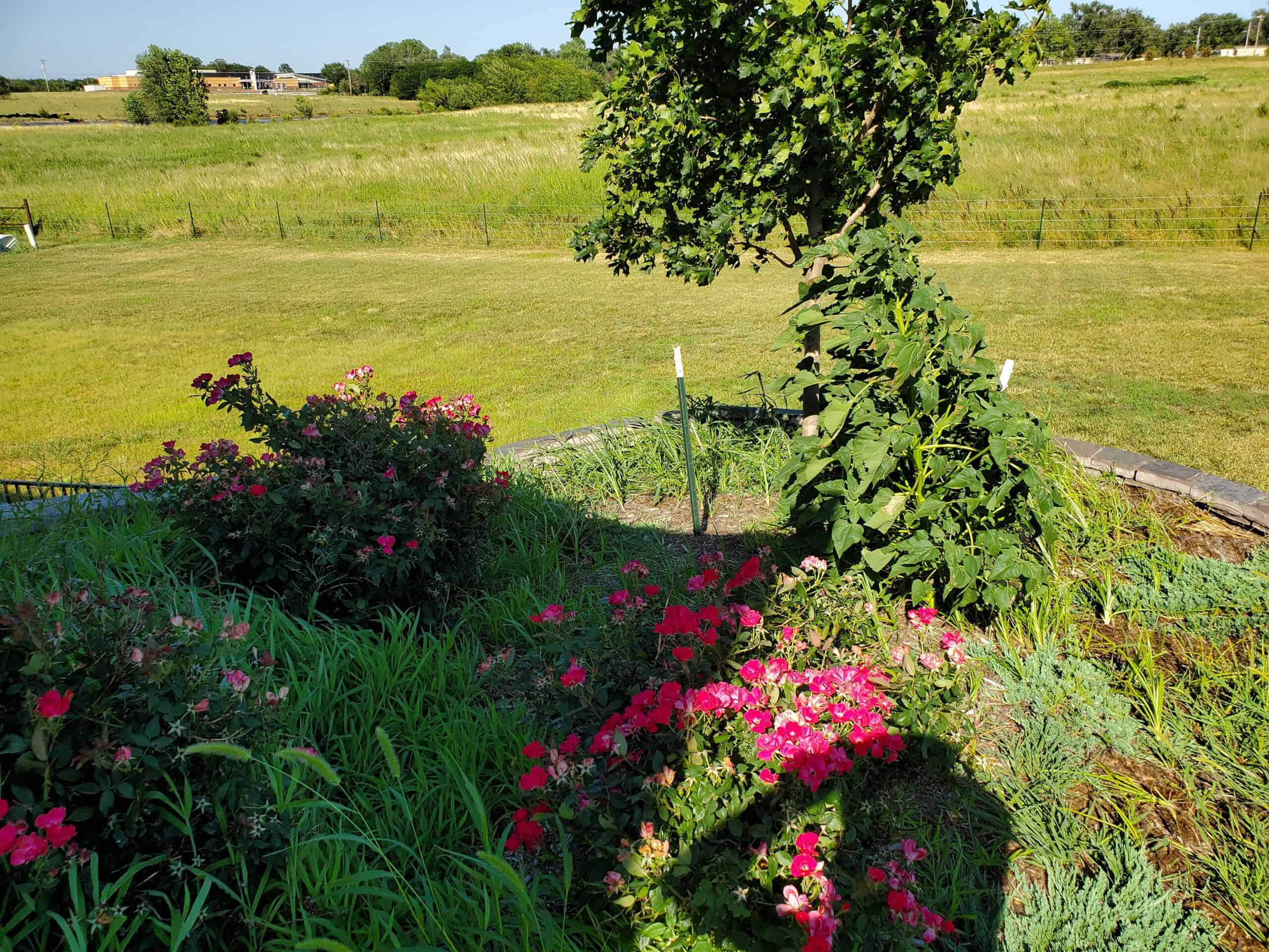 a lush garden bed with bright red flowers and long Kansas grass overlooking a field
