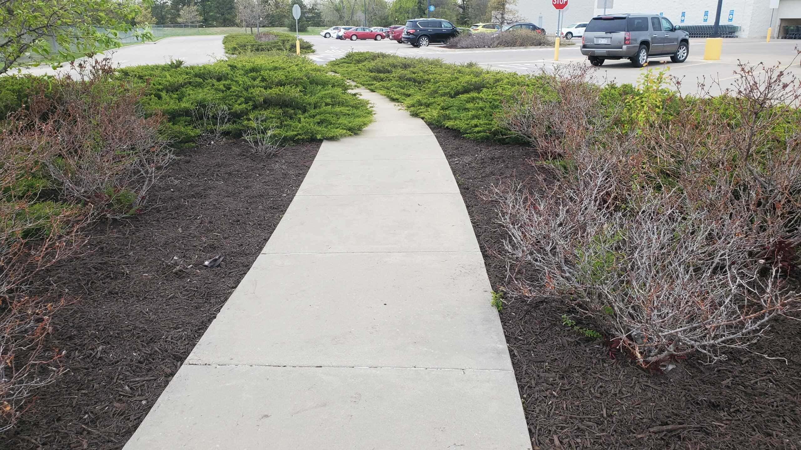 a long sidewalk lined with native Kansas shrubs in fresh black mulch