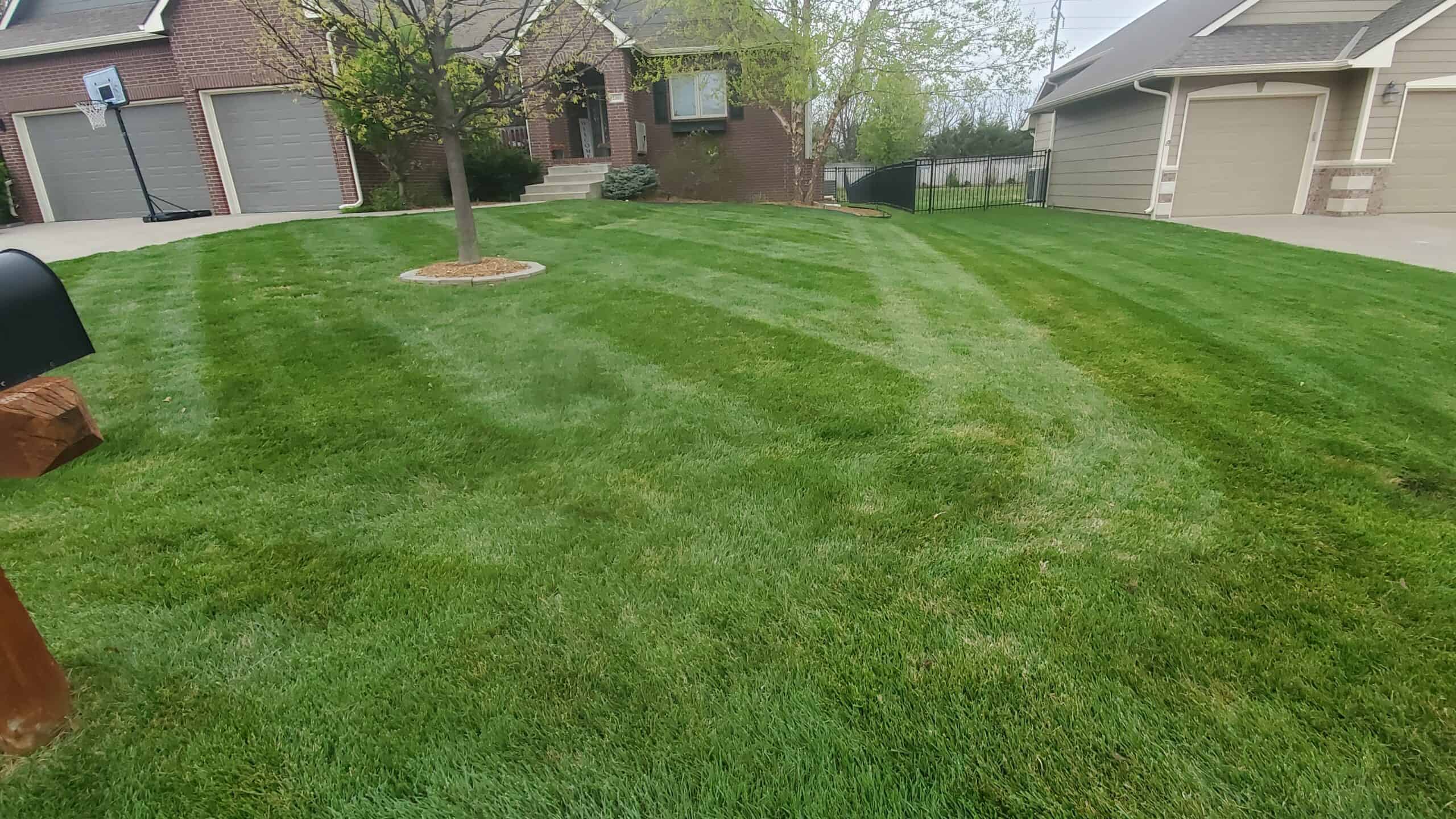 A large green lawn with lush grass in the front yard of a brick home