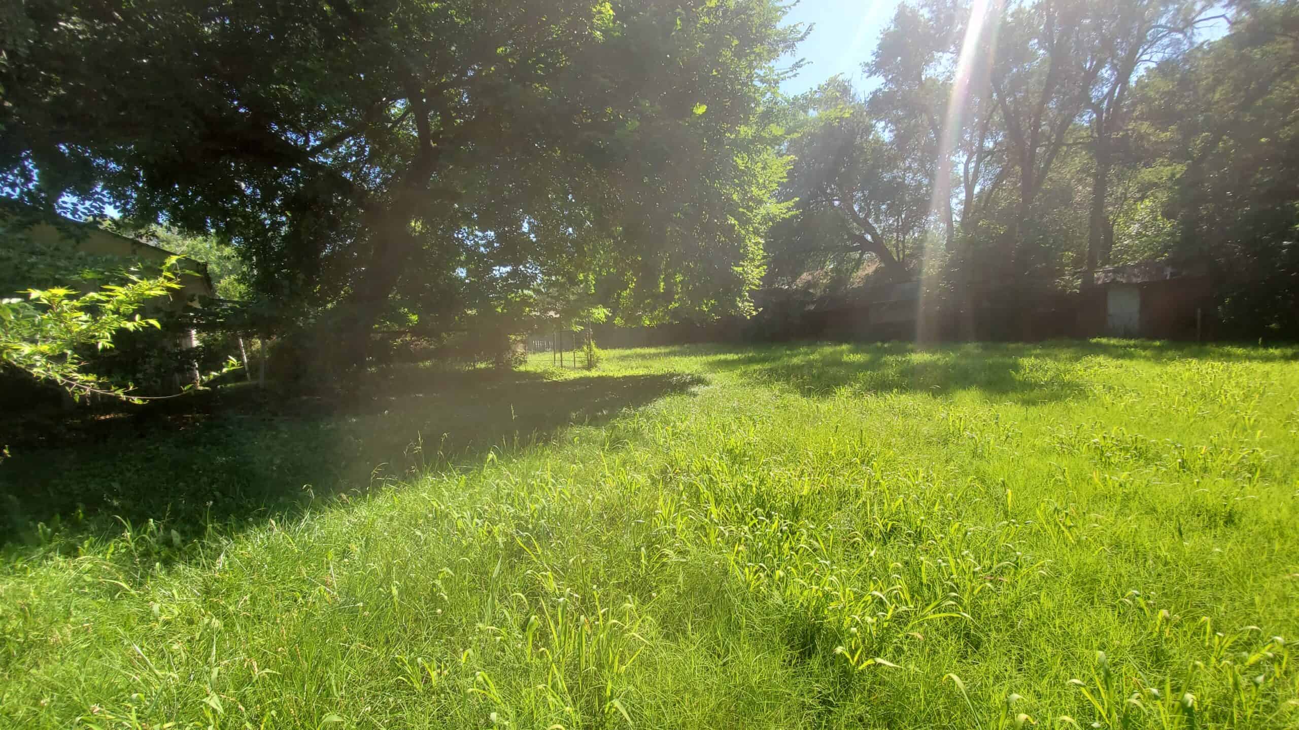 an overgrown lawn with Kansas native plants and excessive weeds around a mature tree