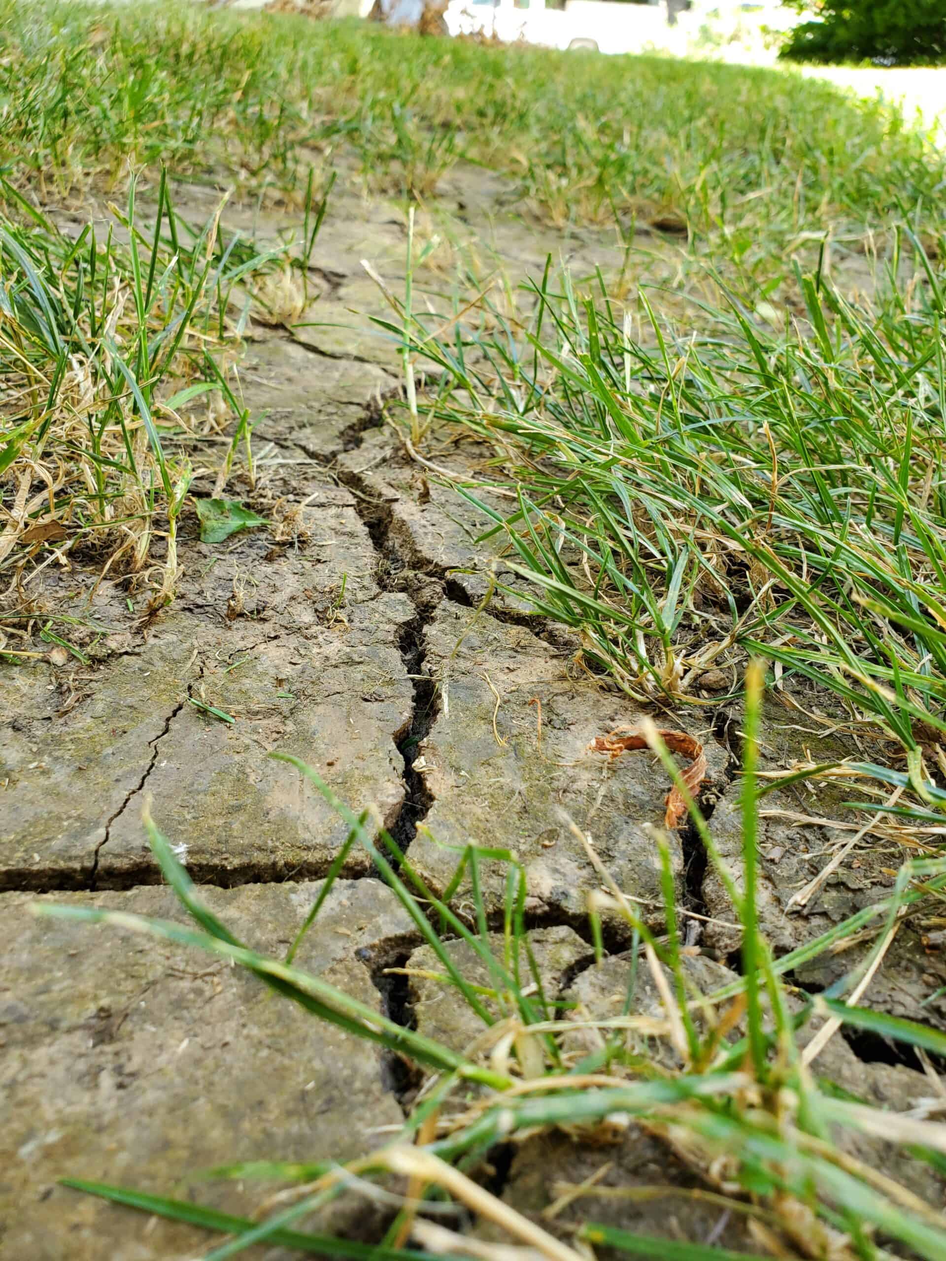 Drought-resistant lawn care can transform your property despite the weather
