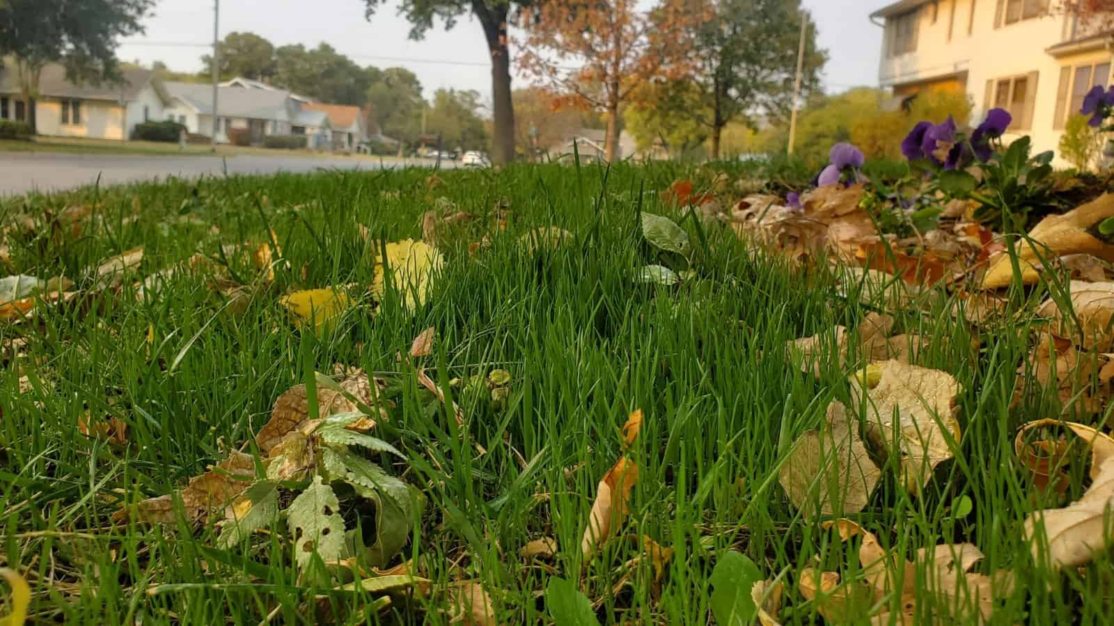 Schedule professional fall cleanups and leaf removal to maintain a functional home