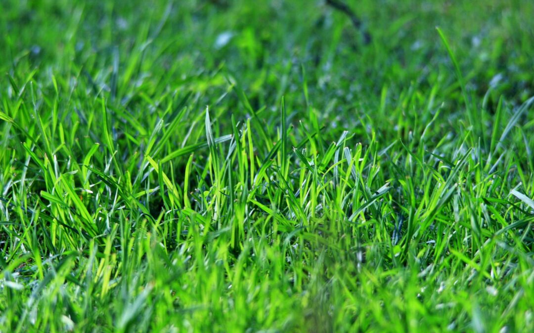 Preparing the Lawn for Overseeding in Kansas: A Comprehensive Guide