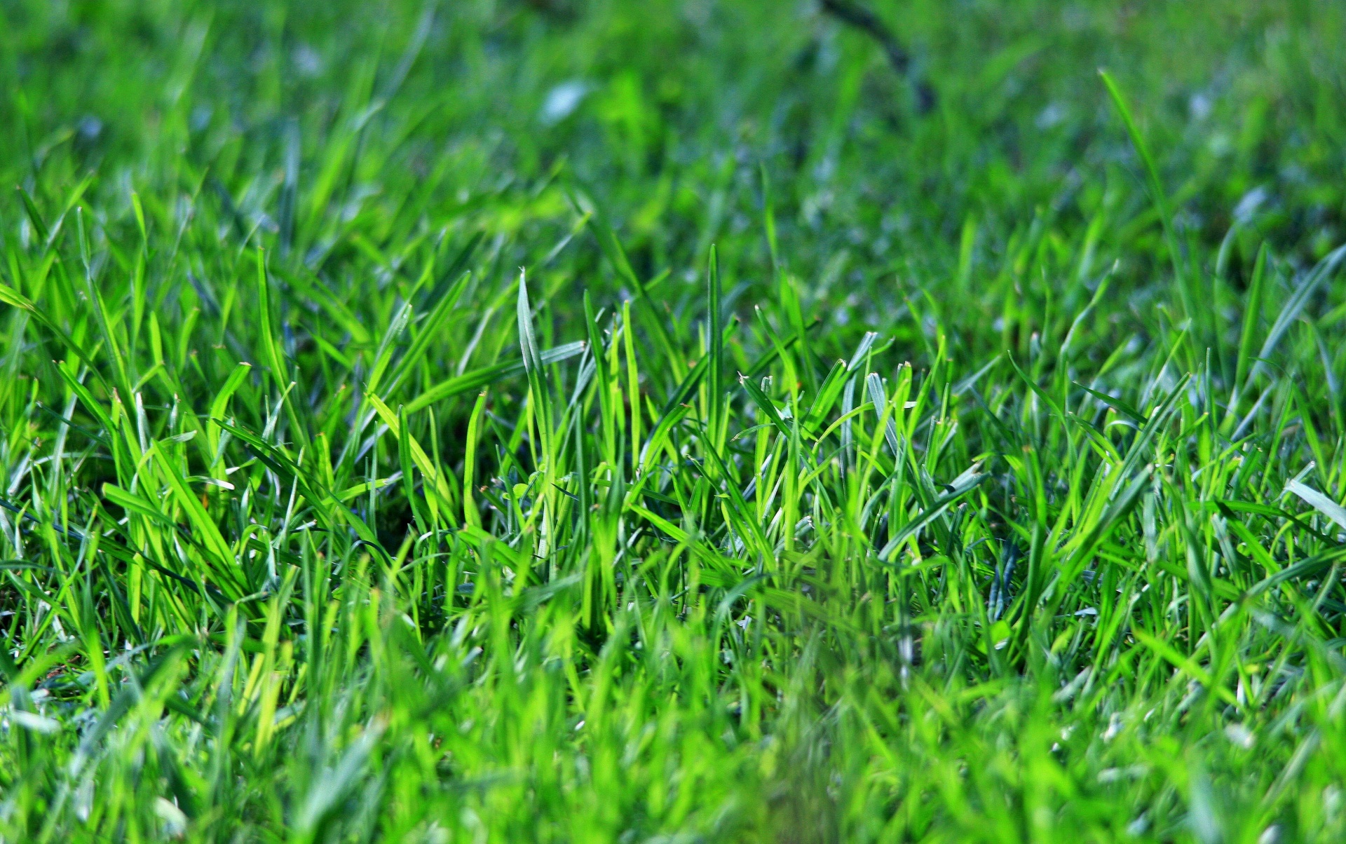  Close-up of vibrant green grass blades, freshly cut and healthy, with sharp detail and shallow depth of field for texture clarity.
