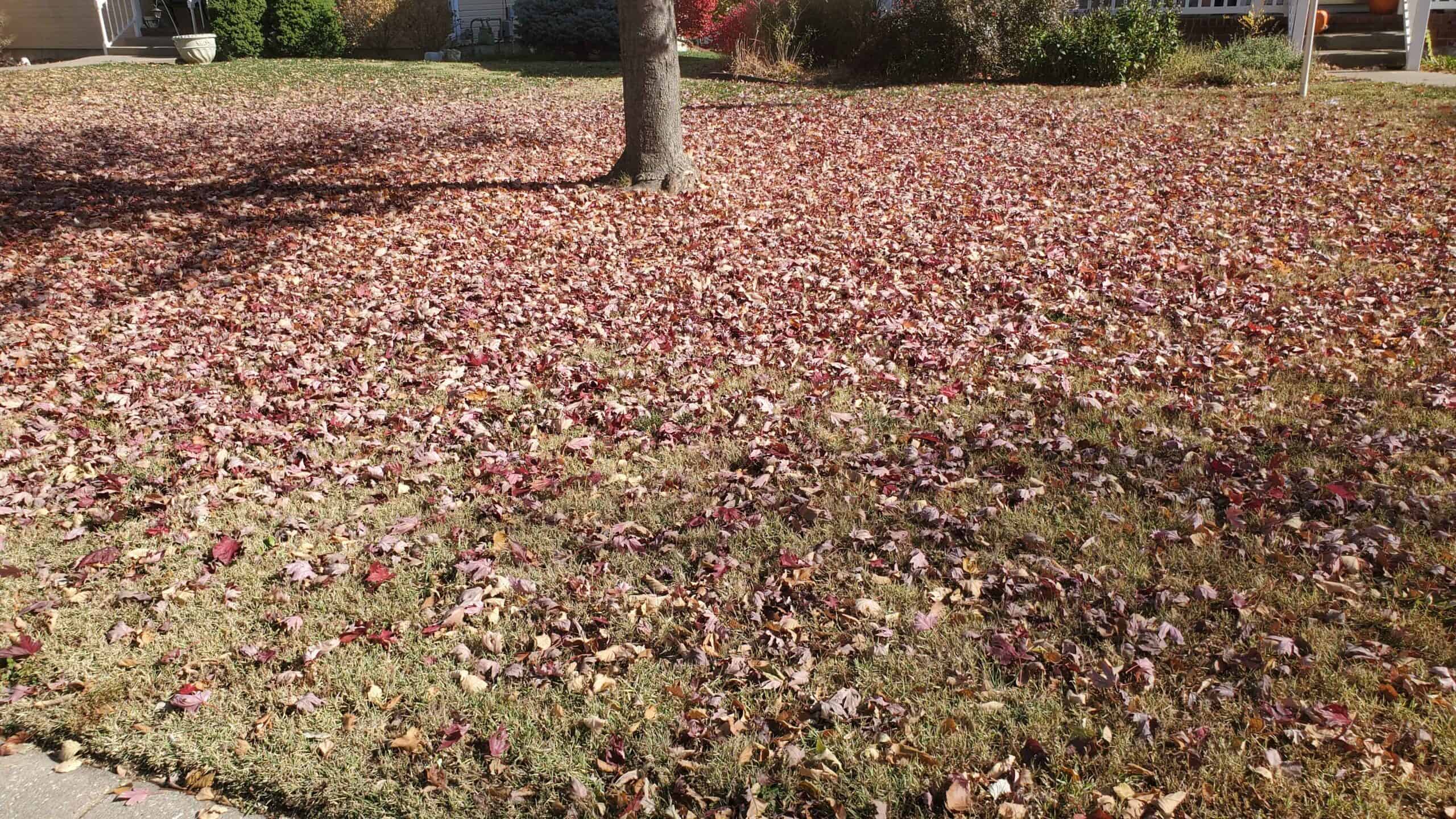 Leaf removal services help gather organic materials for composting and mulching