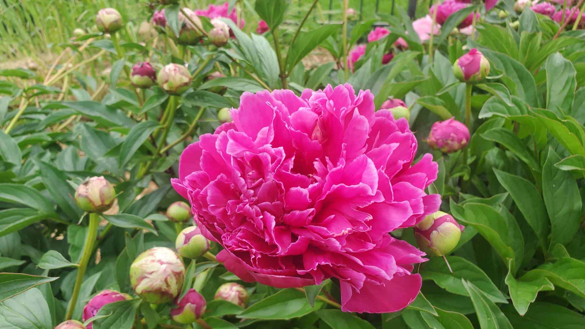 Best landscaping company in Wichita, Andover, and El Dorado, Kansas