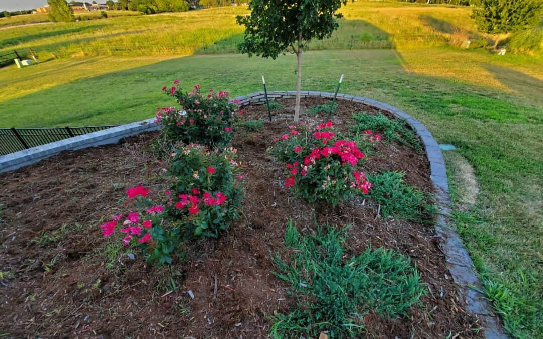 Why Is Hedge and Shrub Trimming Important?