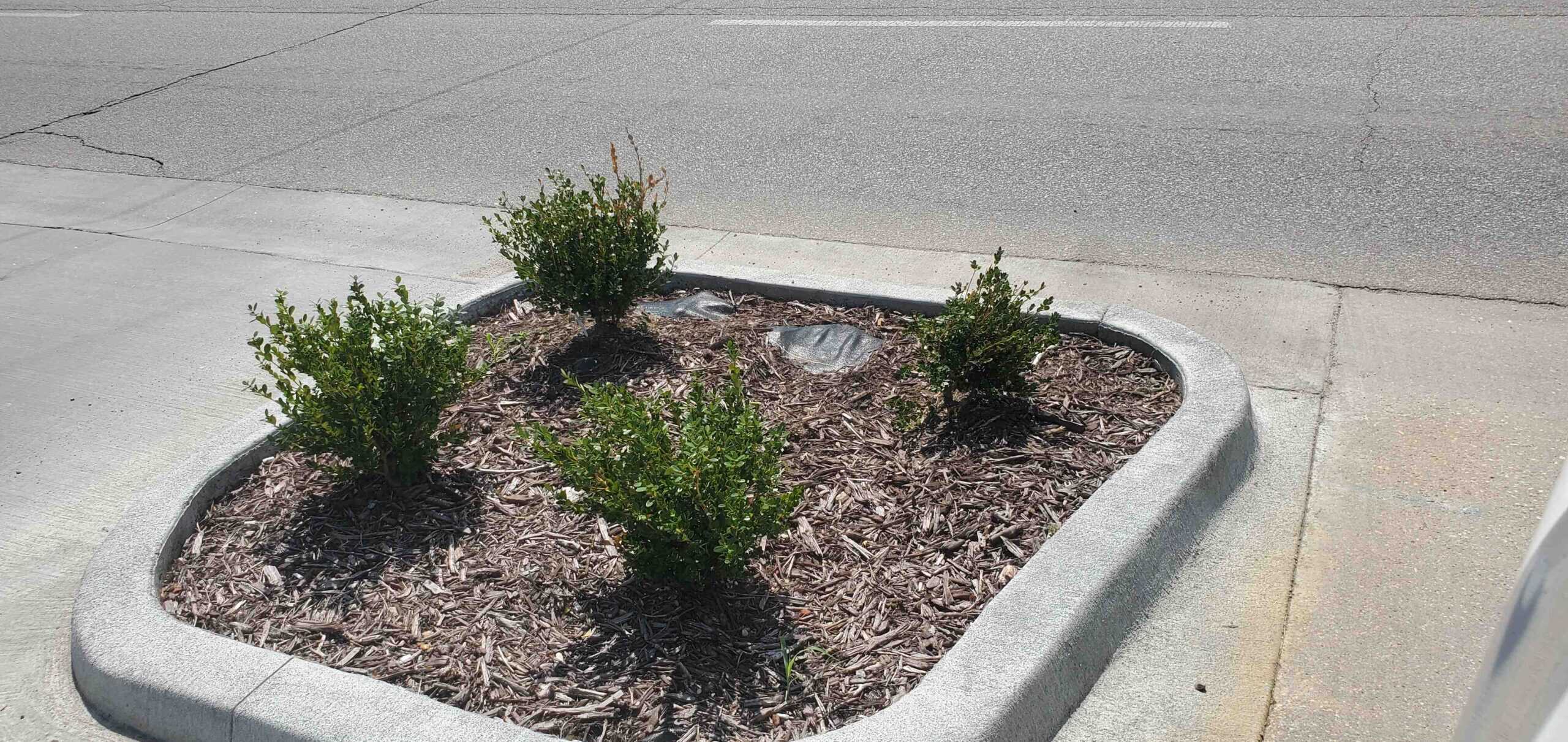Shrub removal can help improve your landscape