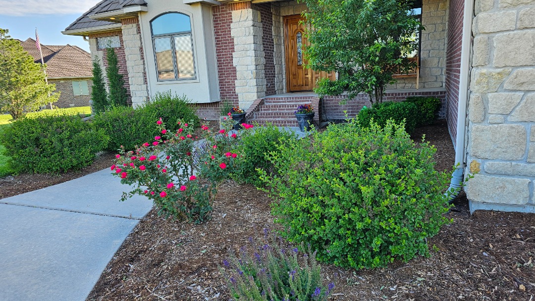 the best shrubs for late fall landscaping are winterberry hollies and boxwoods