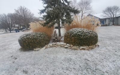 Winter Tree Planting- The Best Trees to Plant in the Winter