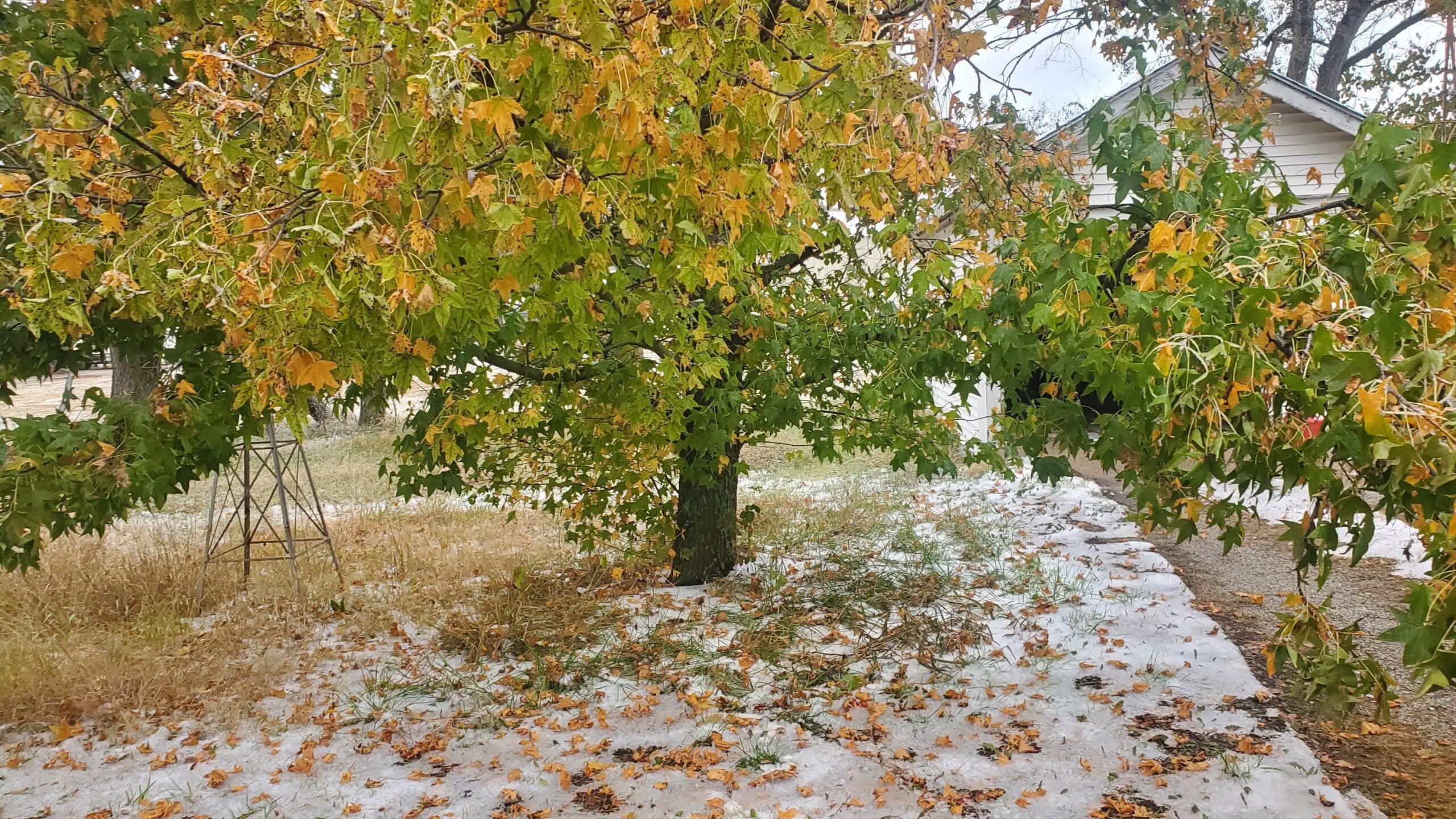 A deciduous tree shedding its leaves in the snow with a house in the background.