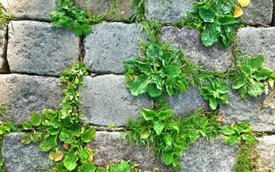 How Often Should You Check for Weeds in Your Yard & Fertilize for a Healthy Lawn?