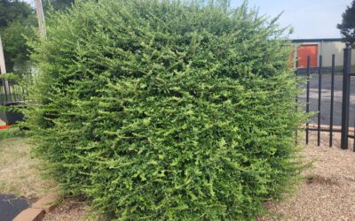 How to Use Regular and Garden Tools for Shrub Removal