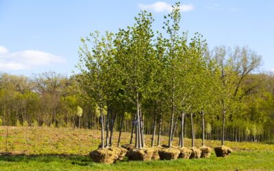 Proper Tree Planting in Your Yard – Why It’s Better to Call a Pro
