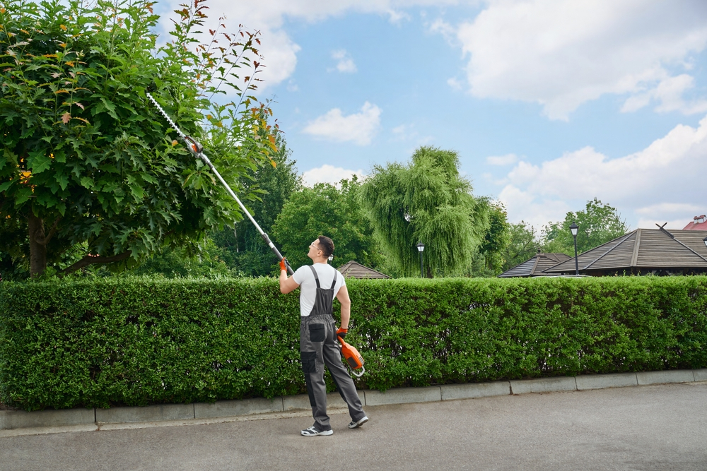 A professional trimming and shaping a tree.