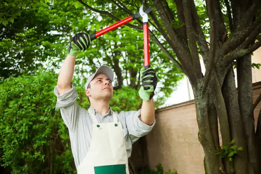 A professional taking care of tree trimming.