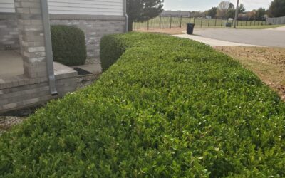 Why Shrub Removal is Important – The Hidden Costs of Keeping Unwanted Shrubs