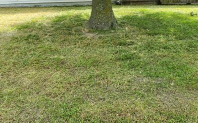 3 Best Tree Planting Tips – Avoid Costly Landscaping Mistakes