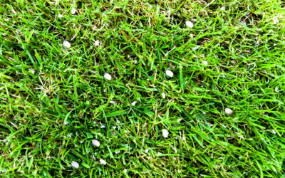Salt Deicing Done Right – Safe Practices for Your Lawn and Sod