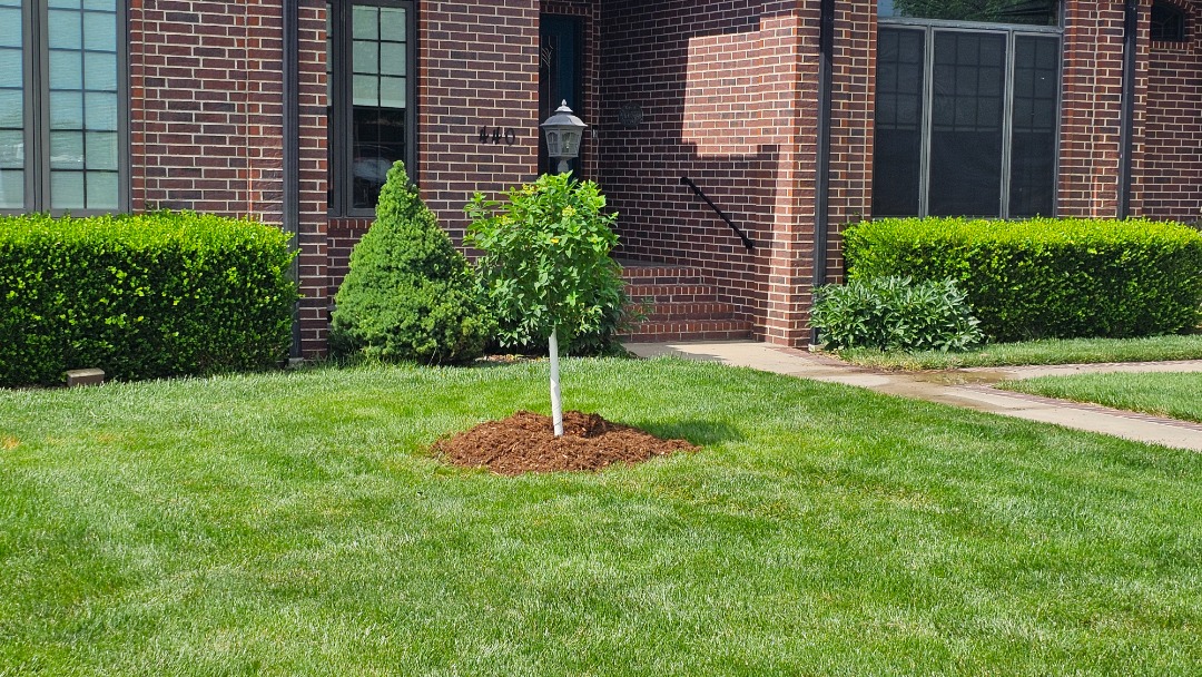 A small, newly planted tree with a mulch bed stands in a green lawn outside a brick house with neatly trimmed shrubs.