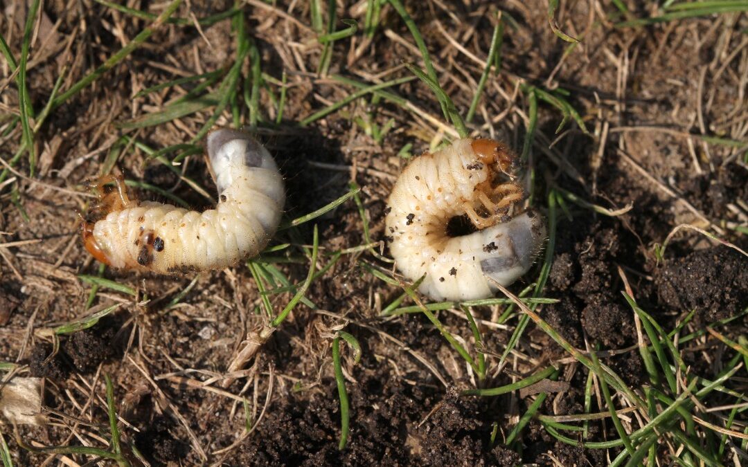 Top Sustainable Lawn Maintenance Strategies to Eliminate Pests