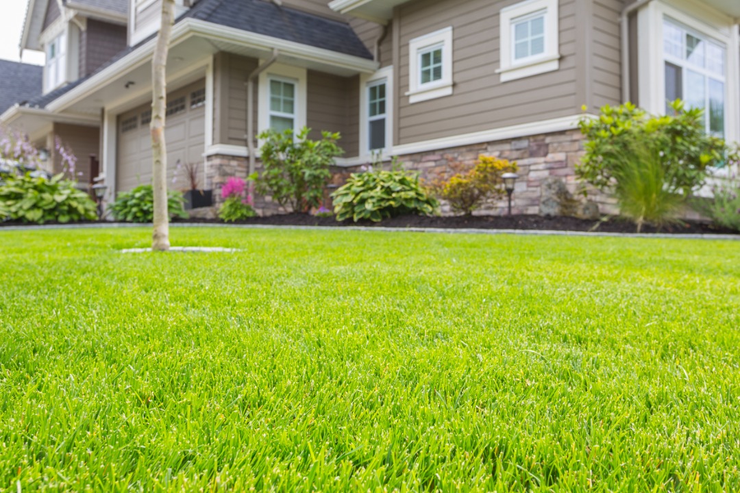 A vibrant healthy lawn.