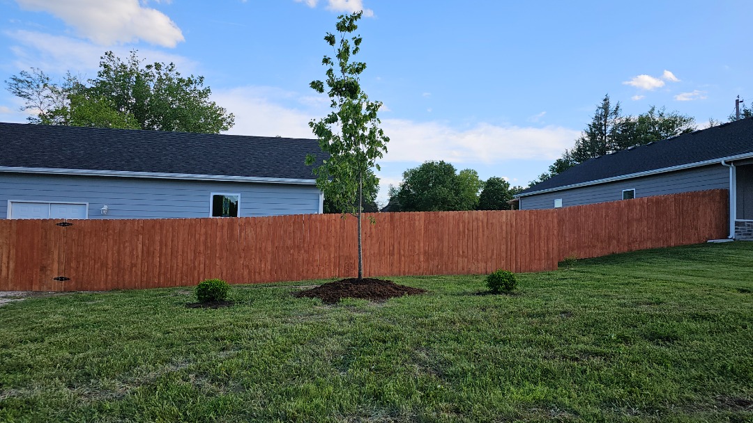 Young tree freshly planted in a suburban backyard with green grass and a wooden privacy fence between neighboring houses.